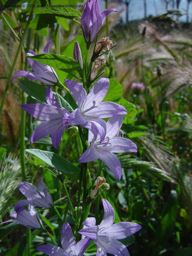 Campanula patula--Italy. Tuscany. Hwy A1, rest stop near Orvieto. 17 May 02. 015.jpg