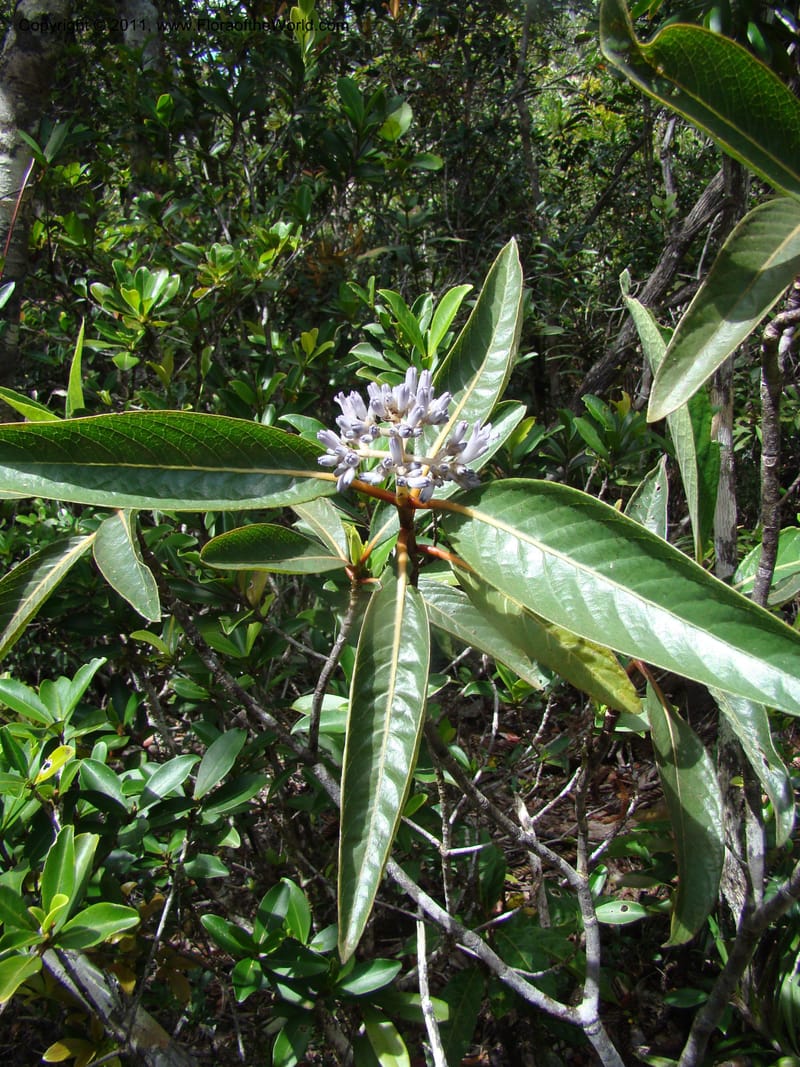 Psychotria, Munzinger, J 4807--New Caledonia, Prov. du Nord, Plateau de Poro, 16 Nov 2007, (54).jpg
