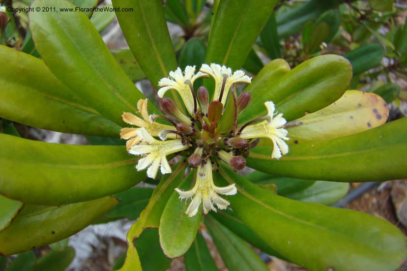 Scaevola , M. Callmander 795--New Caledonia. Mont Dore. 20 Jan 2010. 001 (31).jpg