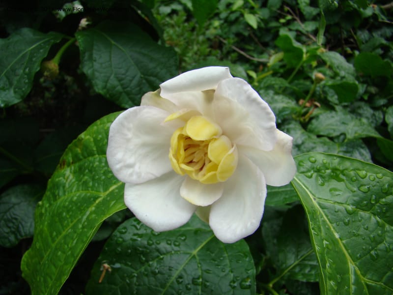 Sinocalycanthus chinensis--Canada. BC. Univ. BC Bot. Garden. 27 Jul 08. 229.jpg