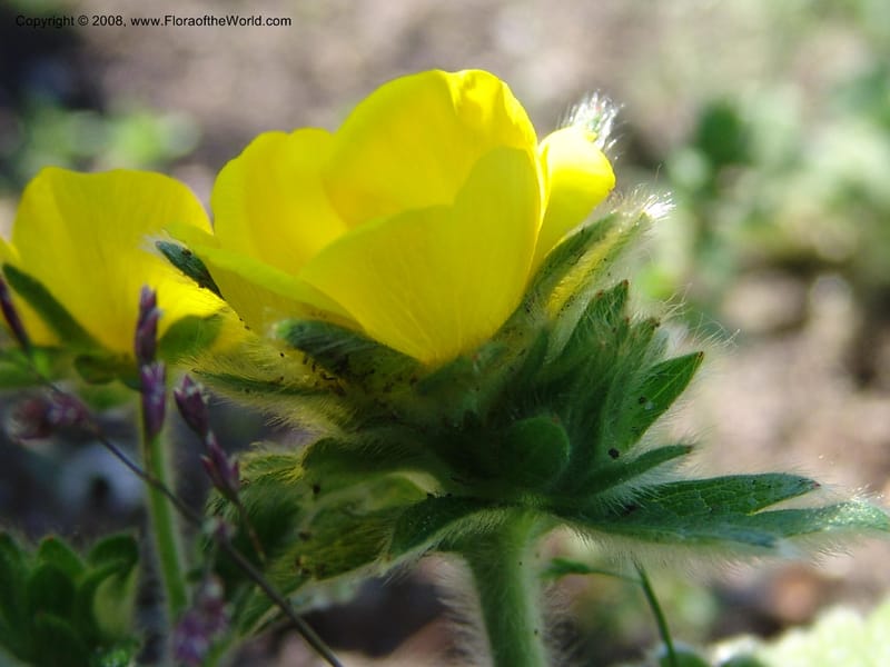 Potentilla megalantha--France. Nancy. Jard. Bot. Montet. 1 May 05. 126.jpg