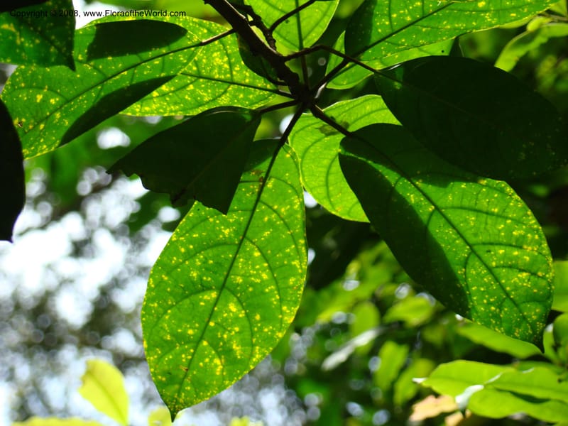 Ficus--Singapore. Bukit Timah Reserve. 8 Mch 08. 042.jpg