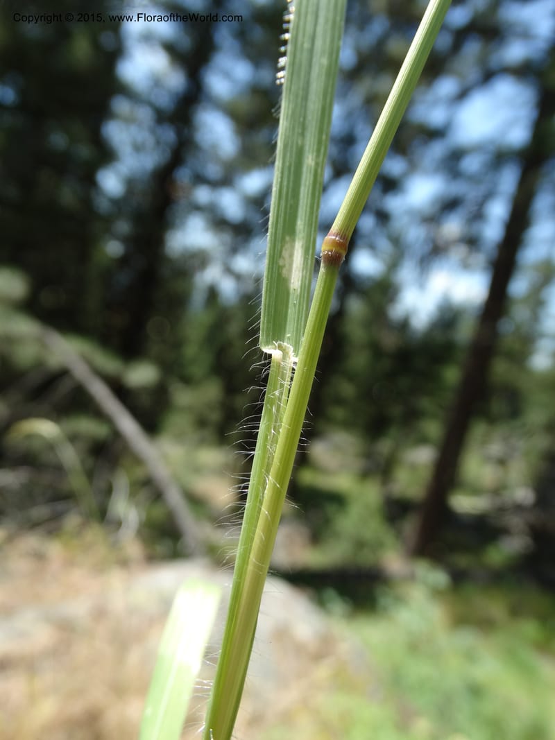 Bromus anomalus, Davidson, C 12563--Idaho. Valley Co. Payette Lake. Sylvan Beach. 12 Jul 2014. DSC09429 (153).JPG