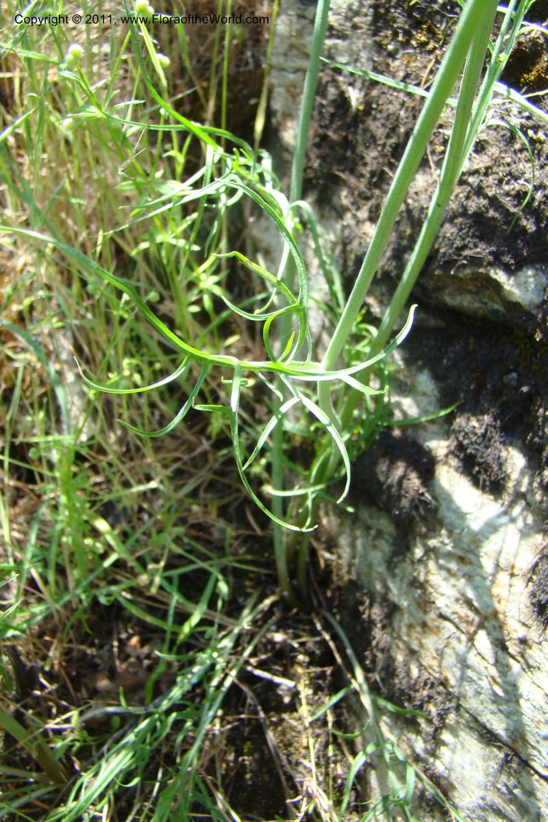 Crepis atrabarbata, C. Davidson 11389--IIdaho. Idaho Co. Salmon River. Shepp Ranch. 28 May 2009. 177.jpg