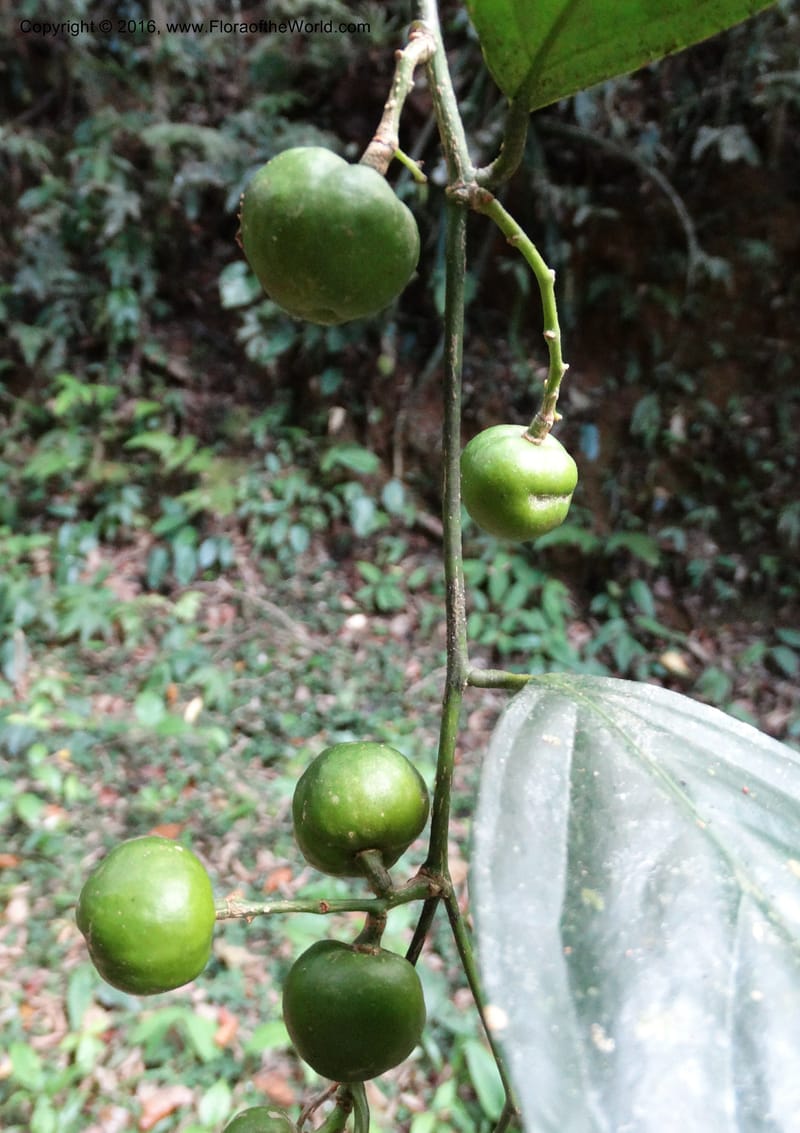 Xanthophyllum, Davidson, C 12912--Sabah. Sub-stesen Sayap. 26 Mar 2015. DSC00551 (96).JPG