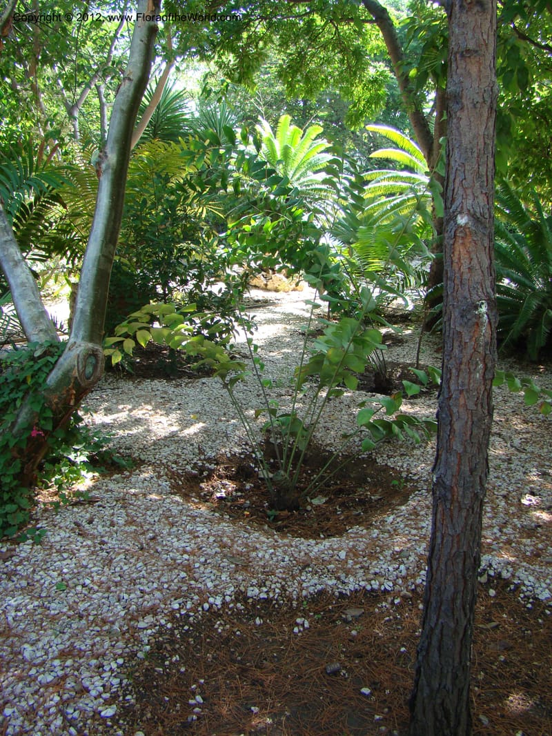 Ceratozamia euryphyllidia--MX. Oaxaca. Jardin Etnobotanico. 11 Sep 08. 001.jpg
