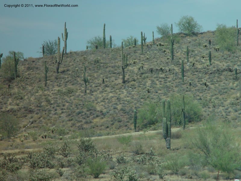 Carnegiea gigantea--AZ. 70 mi N of Phoenix on Hwy 17. 5 Jun 03. 001.jpg