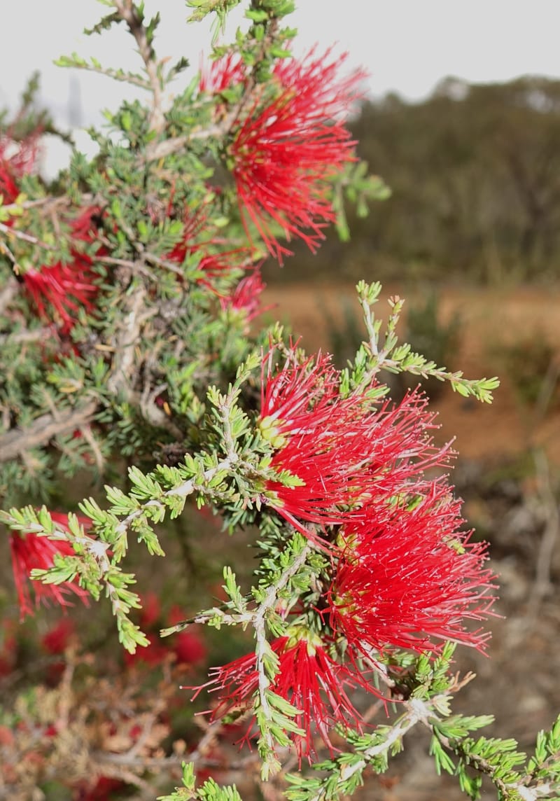 Beaufortia cyrtodonta, Davidson, C 13522--Australia. W.A. Red Gum Pass Rd., odom 31. 30 Oct 2016. DSC07055 (28).JPG