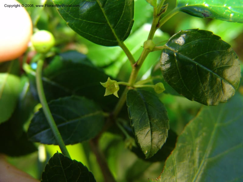 Rhamnus prinoides--So.Africa. E. Cape. Maitland Nat.Res. 5 Mch 05. 220.jpg
