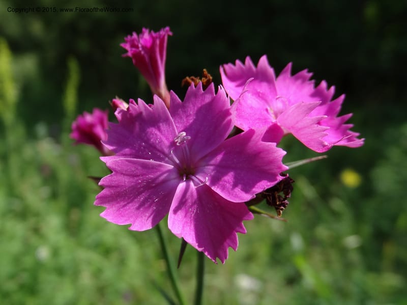 Dianthus subulosus, Davidson, C 12451--Georgia (Caucasus). Shio Mgvime. 7 Jun 2014. DSC07779 (323).JPG
