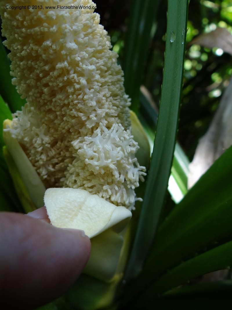 Pandanus fusinus, Callmander 1007--Sarawak. Gunong Fairy. 27 Mar 2012. DSC05550 (8).JPG