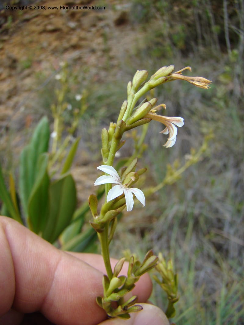 Scaevola beckii, JMunzinger4887--New Caledonia. Tontouta R.jct Kalouehola R. 21 Nov 07. 040.jpg