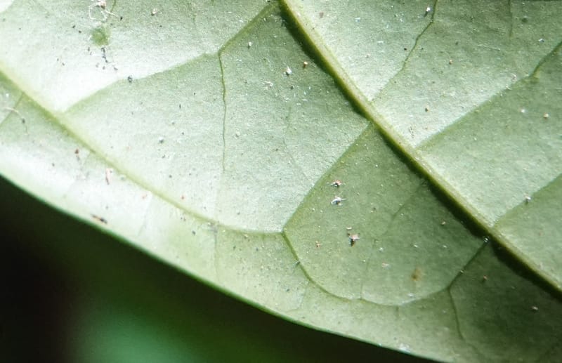 Thomandersia laurifolia, C. Davidson 13964--Gabon. Arb. Sibang. 5 Nov. 2018. DSC02235 (366).JPG