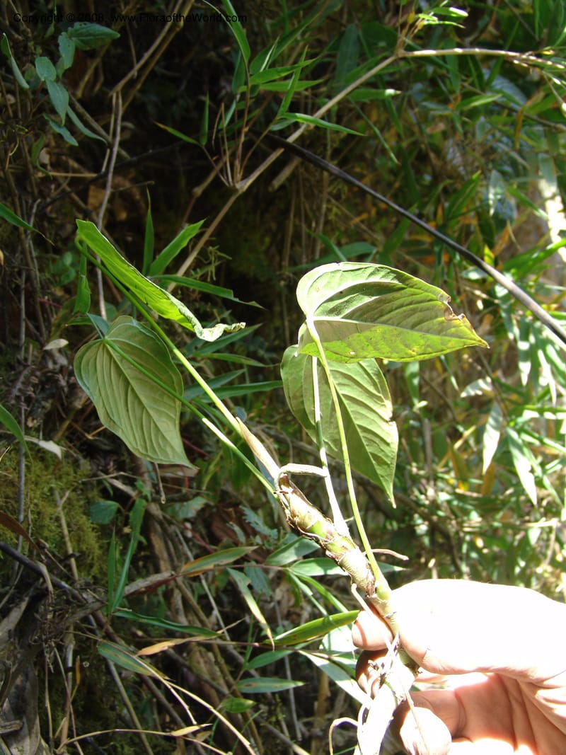 Anthurium, Croat93231--Ecuador. Prov. Pichincha. Old hwy Quito to Sto. Domingo. 12 Aug 04. 038.jpg