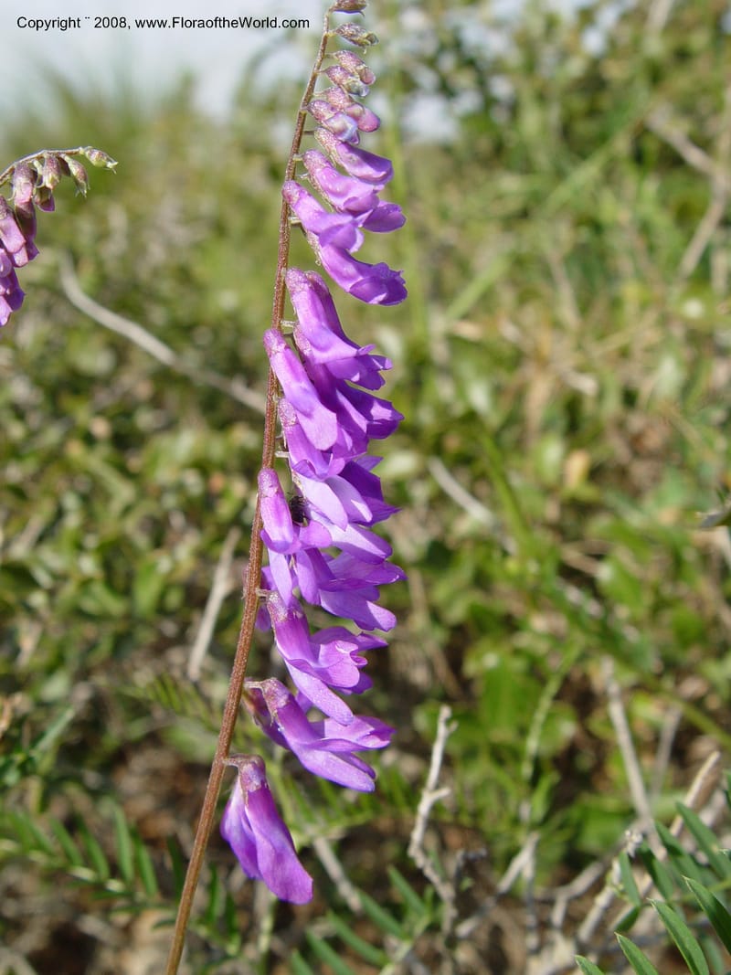 Vicia cracca--Spain. Prov. Barcelona. Parc del Garraf. 20 Apr 04.  154.jpg