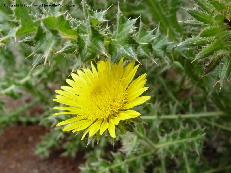 Berkheya--So. Africa. Zululand.  Along Hwy N2 s. of Hluhluwe. 2 Oct 03. 010.jpg