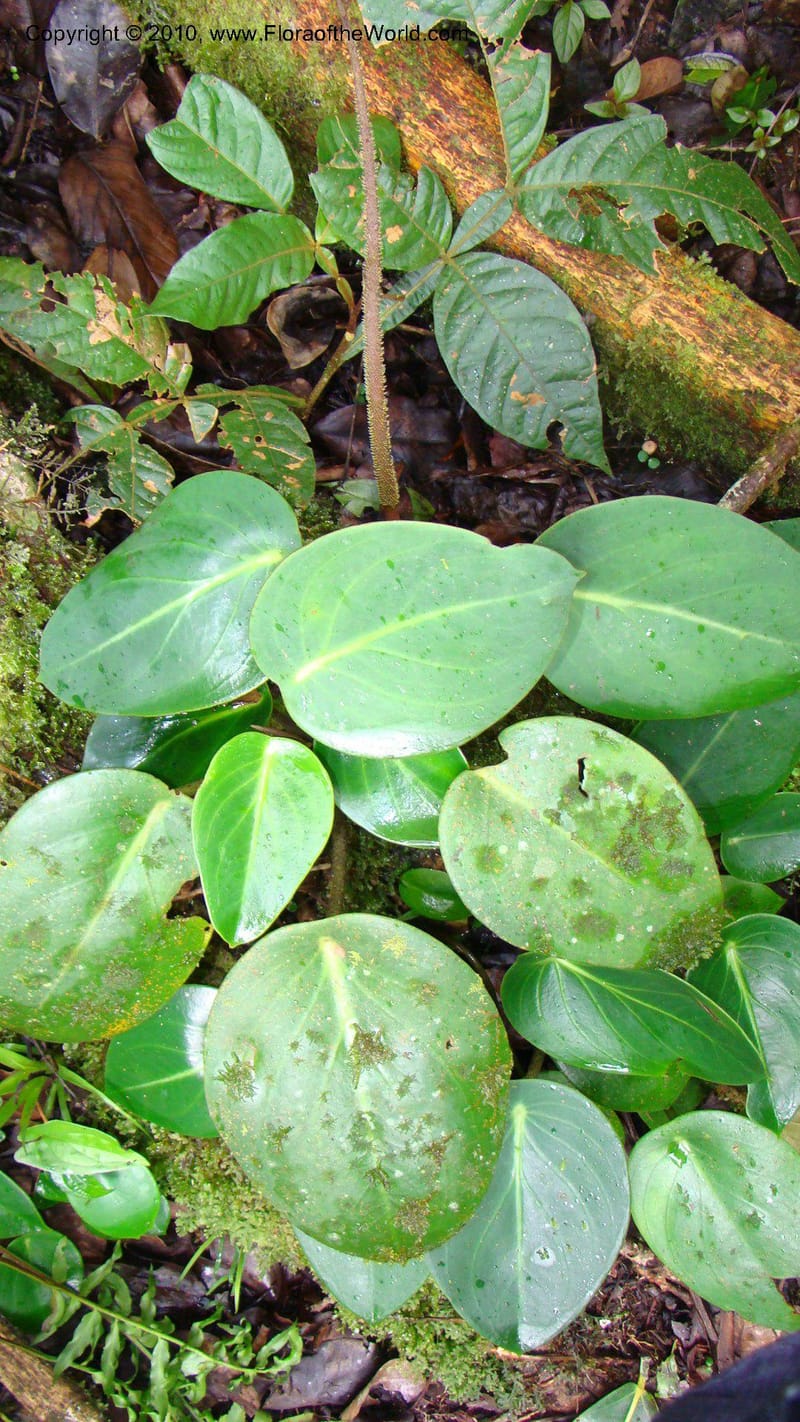 Peperomia...WDS#27264,Nicaragua,Matagalpa,La Selva Negra,16June2008 129.jpg