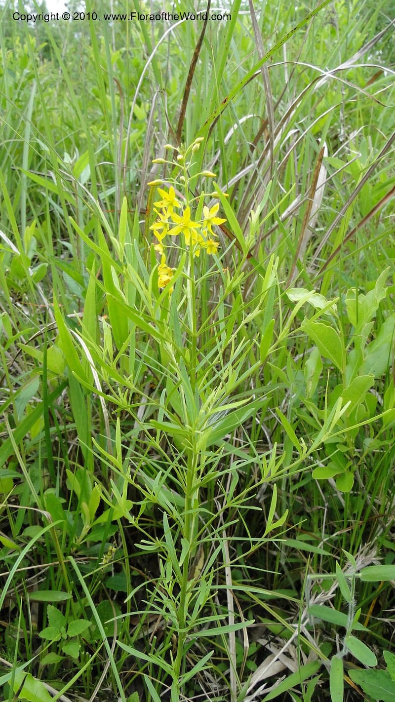 Lysimachia loomisii, Mori 27420--North Carolina. Jones Co. Catfish Lake Rd. Mile 4.9. 23 May 2010. 041 (54).jpg