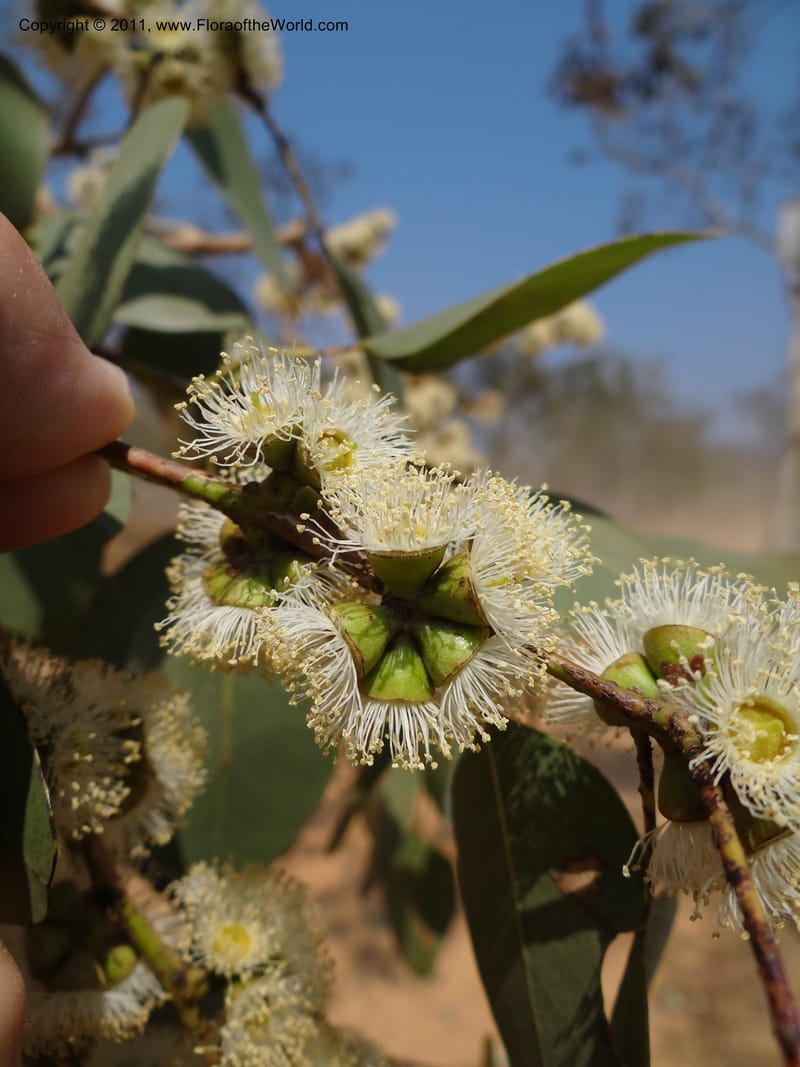 Eucalyptus platyphylla, B. Gray 9065--Australia. Queensland. Bakerville. 22 Sep 2011. (12).JPG