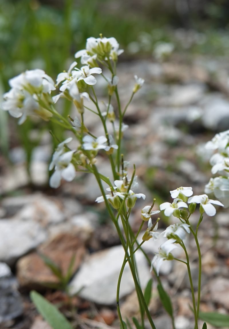 Arabis nuttallii, C. Davidson 14036--ID, Valley Co. Elkl Summit. 18 July 2019. DSC00995 (1).JPG