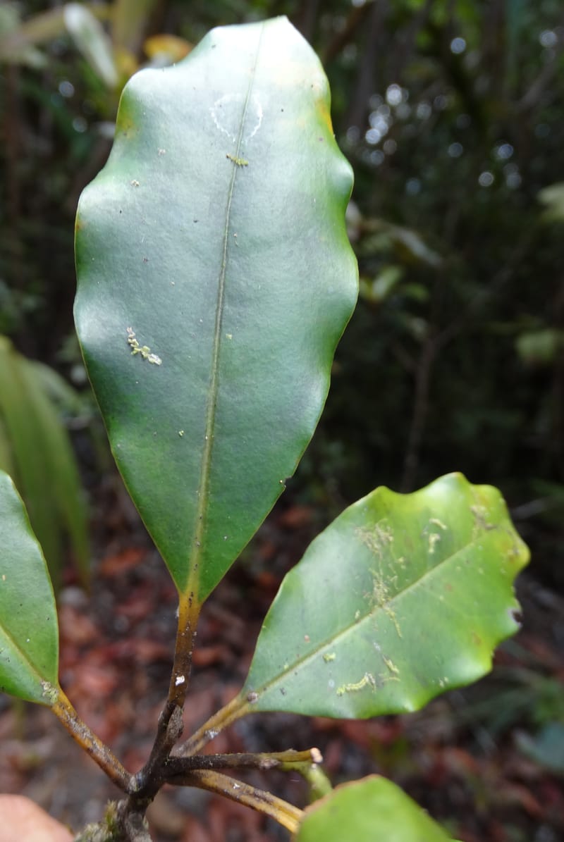 Cryptocarya phyllostemon, Munzinger, J 7408--New Caledonia. Mont Dzumac. 12 Nov 2015. DSC01563 (248).JPG