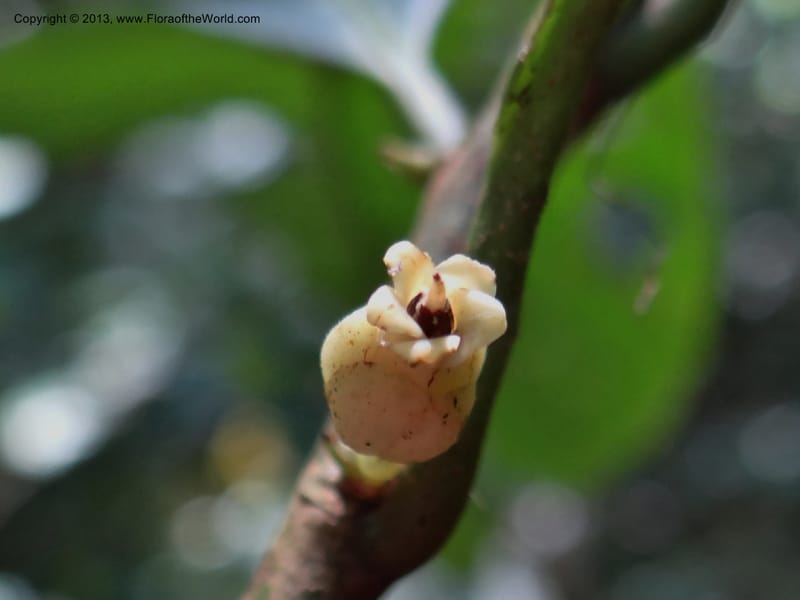 Rinorea, VC 5620--Thailand. Surat Thani Prov. Khlong Phanom Nat. Park. 15 Nov 2012. (180).JPG