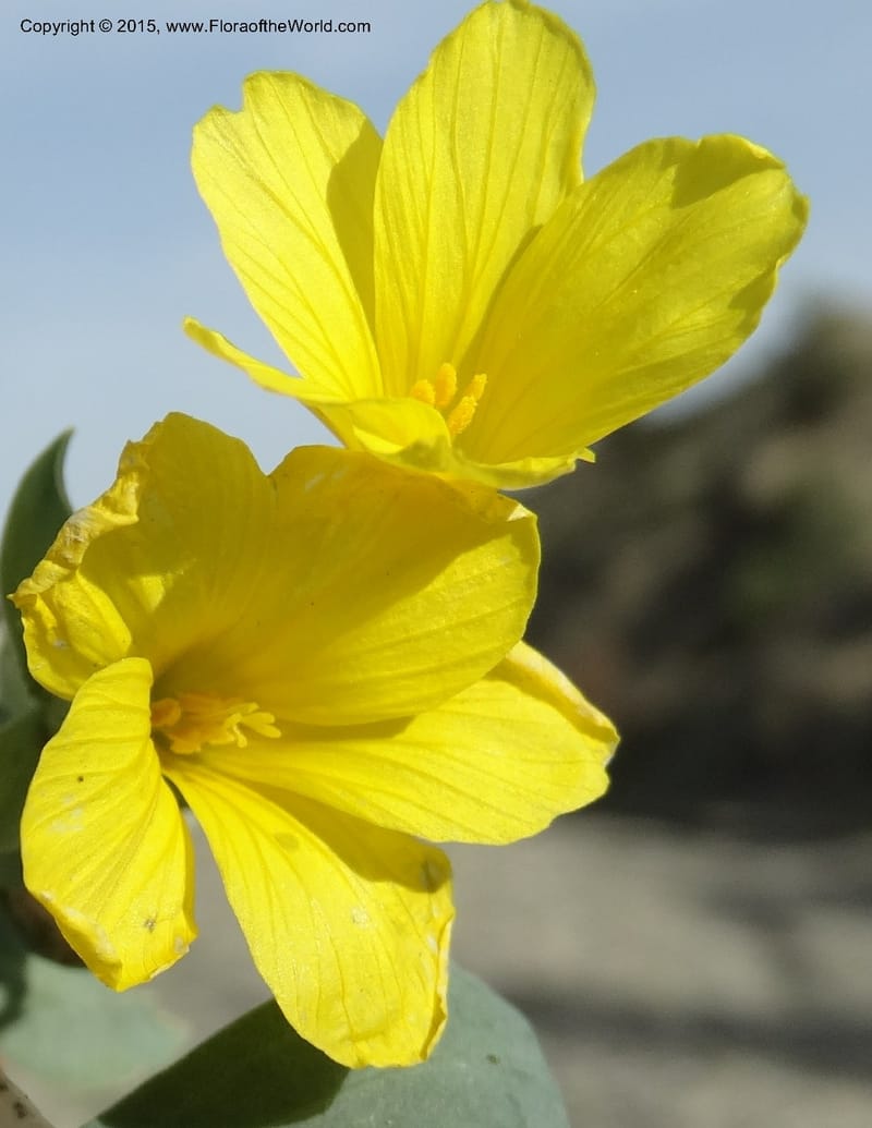 Linum orientale, Davidson, C 12450--Georgia (Caucasus). Kakheti Region. (Kiziki). Toward Vashlovani. 6 Jun 2014. DSC07328 (436).JPG