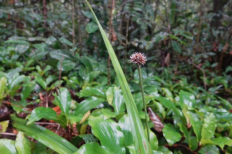 Mapania, C. Davidson 14078--Gabon. Raponda-Wallker. 28 Oct 2019. DSC02420 (184).JPG