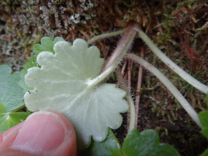 Saxifraga mertensiana, Davidson, C 12120--Calif. Trinity Co. Hwy 299. 15 Apr 2013. DSC03030 (4).JPG