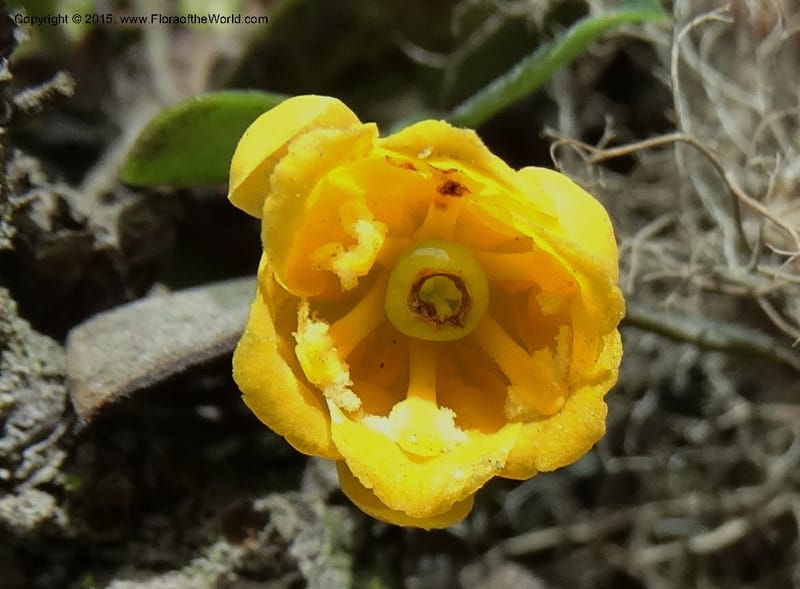 Berberis lutea, Ulloa, C 2493--Ecuador. Cotopaxi. 23 Apr 2015. DSC02466 (296).JPG