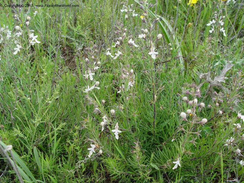 Teucrium pseudochamaepitys--Spain. Almeria Prv. Cantera de los Yesos, off AL140. 16 (30).jpg