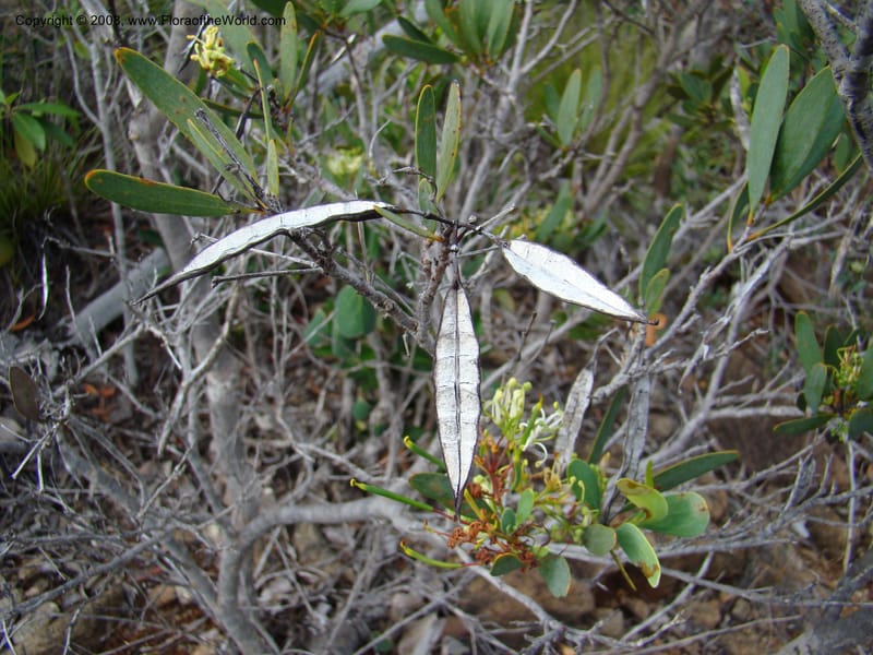 Stenocarpus, JMunzinger4738--New Caledonia. Poum Mine. 13 Nov 07. 057.jpg