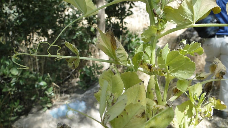 Vicia narbonensis, A. G. Miller 136.5--Iraq. Kurdistan. Shakh-i Pira Magrun. Zewiya. 12 June 2010. 018 (7).jpg