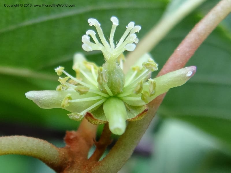Actinidia lanceolata, Davidson, C 1205287--China. Zhejiang Prov. Shunxi Village. 28 May 2012. DSC00348 (99).JPG
