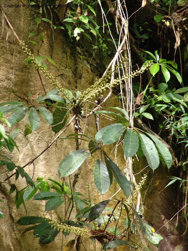 Schefflera, RVasquez32947--Peru. Pillcopata. Qbda Pini Pini. 29 Oct 07. 013.jpg