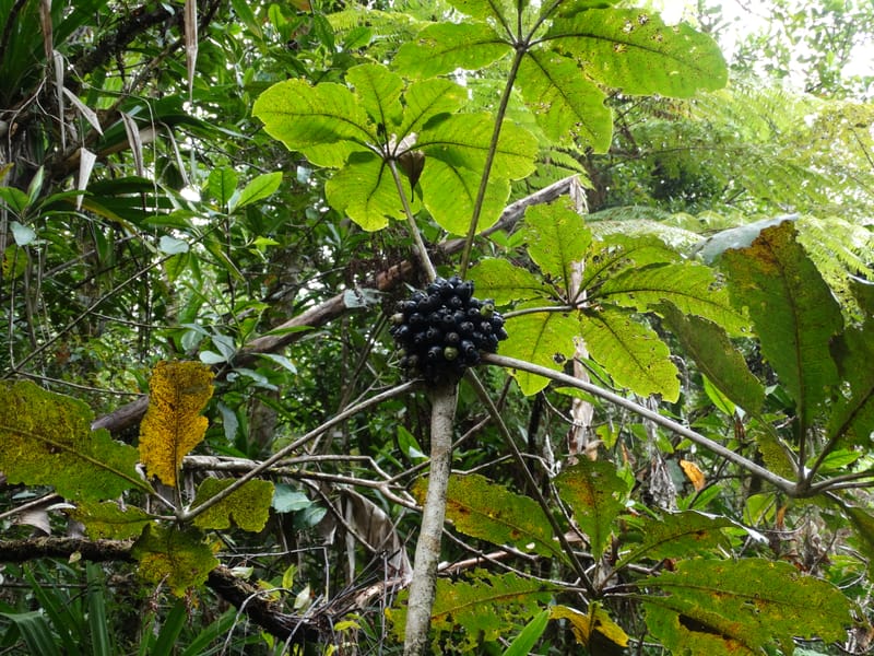 Plerandra insolita, Plunkett, G 3186--Fiji. Waisali Rainf. Reserve. 4 Nov 2015. DSC08848 (220).JPG