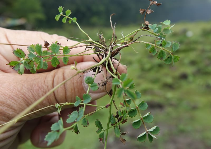 Sanguisorba filiformis, D. Boufford 44079--China. Sichuan. Wuxu Haizi. Glacial lake. 18 Aug 2017. DSC07392 (46).JPG