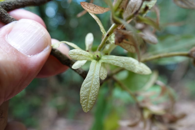 Engelhardia serrata, D. Boufford 44146--China. Yunnan. Along G213. 4 May 2018. DSC02084 (78).JPG