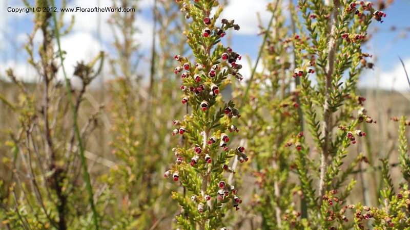 Erica aristata, N. Manjato 178--Madagascar. E of Ambositra toward Antoetra. 2 May 2010 182 (4).jpg