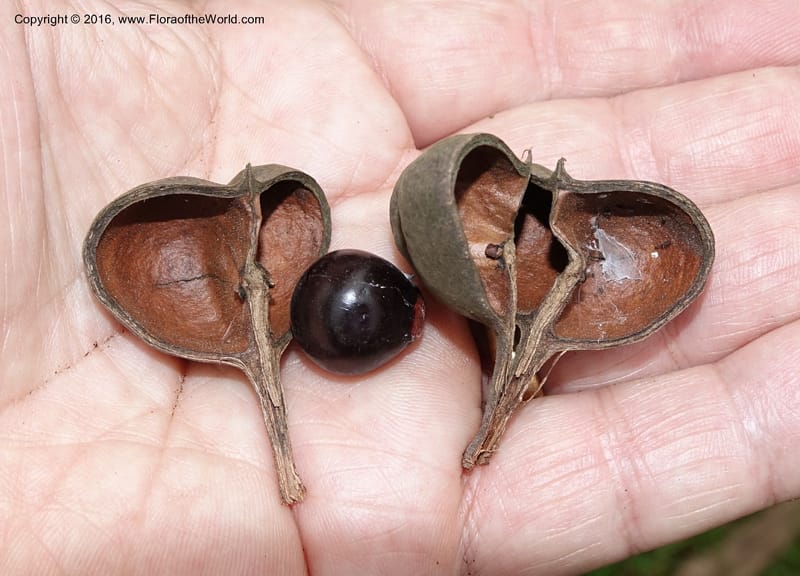 Ungnadia speciosa, Davidson, C 13072--Texas. Galveston. 18 Mar 2016. DSC00038 (74).JPG