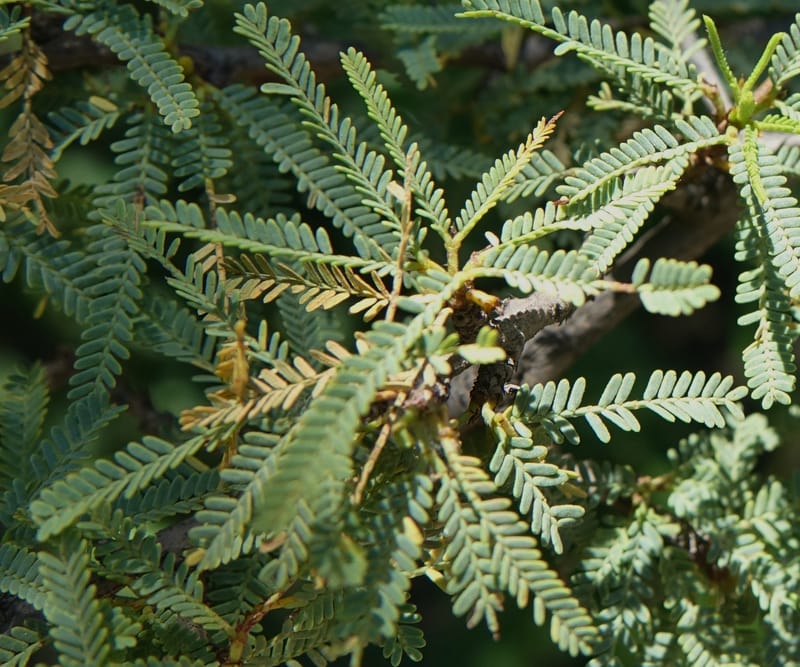 Prosopis torquata, Fortunato 13176--Argentina. Las Bretes. Stop 2. 8 Feb 2018. DSC09642 (17).JPG