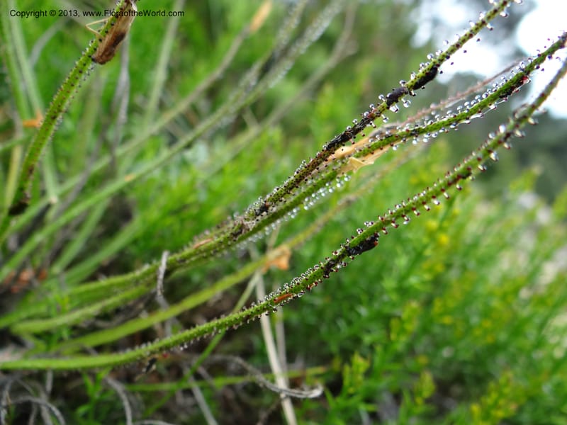 Drosophyllum lusitanicum, Davidson, C 12167--Spain. Andalucia. Parque Natural Alcornocales. 28 May 2013. DSC05381 (15).JPG