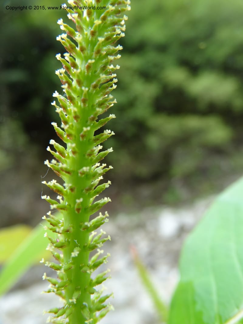 Salix, Boufford, D 43739--China. Sichuan. XinZhaZi Gou. 14 May 2014. DSC06426 (39).JPG