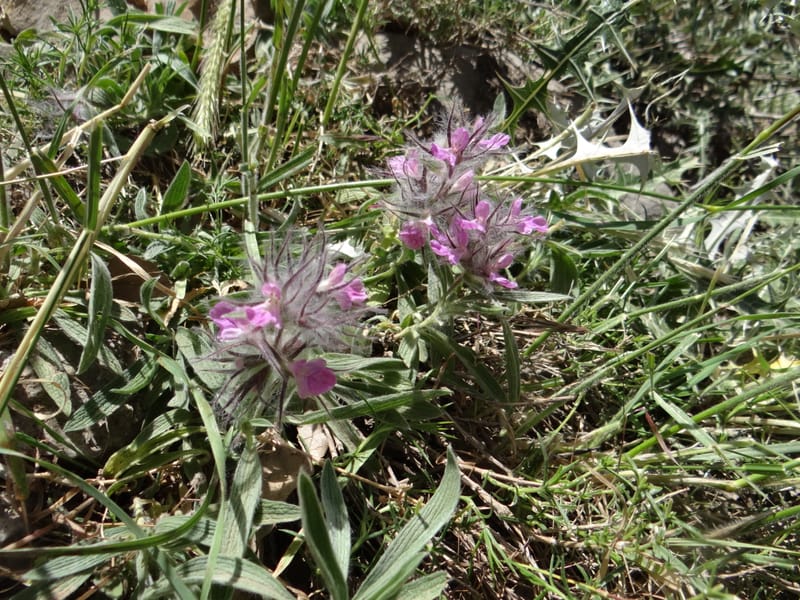 Stachys lavandulifolia--Iraq. Kurdistan. Shakh-i-Pira Magrun. 25 May 2013. DSC05267 (115).JPG