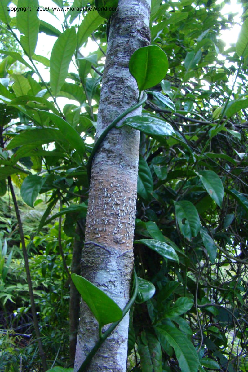Barbeuia madagascariensis, Z. Rogers 1242--Madag. Prov. Fianar. E of Ifanadiana.15 Jan 09. 030.jpg