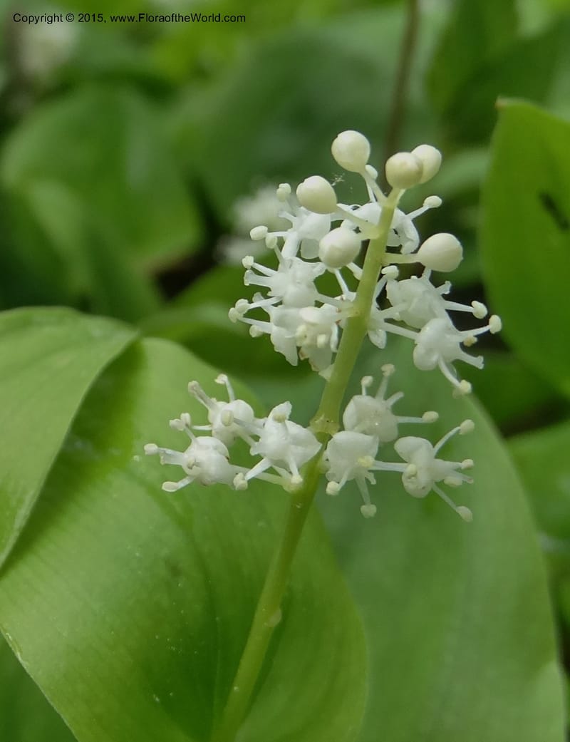 Maianthemum canadense, Davidson, C 13064--North Carolina. Haywood Co. Grassy Ridge Mine Overlook. 21 May 2015. DSC06988 (6).JPG