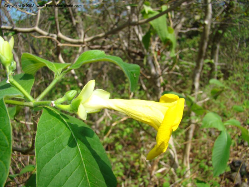Stemmadenia obovata--Costa Rica. Guanac. Palo Verde Biol. Sta. 6-7 Apr 08. 038.jpg