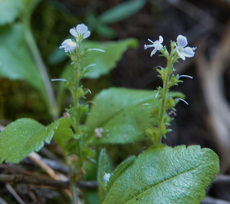 Veronica officinalis, C. Davidson 13799--ID. Latah Co. FSR 447. 7 Jul 2018. DSC05707 (123).JPG