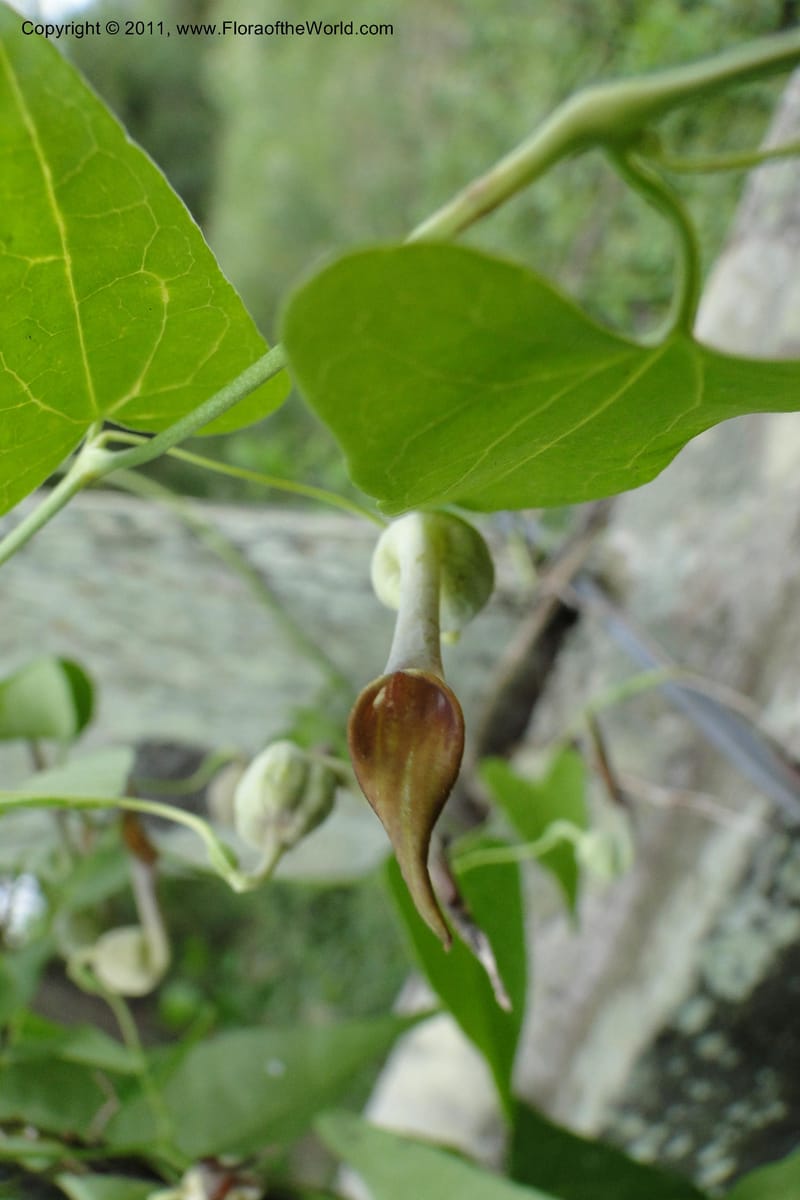 Aristolochia rojasiana, W. D. Stevens 31016--Paraguay. Edo. Pres. Hayes. Rta. 9. 13 Mar 2011. 210 (31).jpg