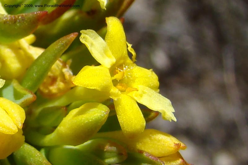 Gnidia, Z. Rogers 1248--South Africa. W. Cape. Grabouw to Kleinmond. 19 Jan 2009. 035.jpg